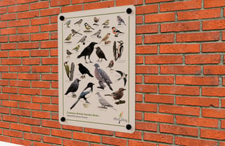 Bird Identification Panel - Wall Mounted